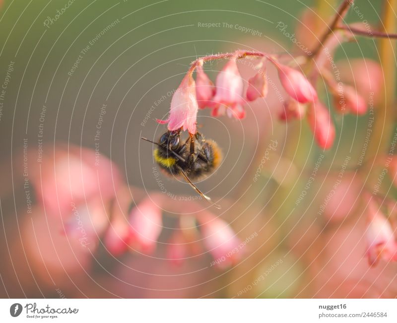 bumblebee Environment Nature Plant Animal Sun Spring Summer Autumn Climate Weather Beautiful weather Flower Leaf Blossom Wild plant Exotic Garden Park