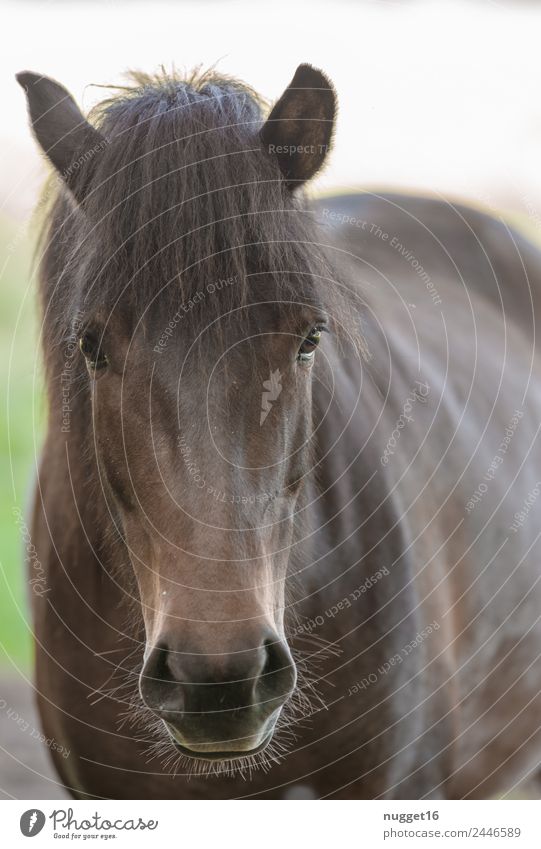 Horse I Environment Nature Animal Sky Sun Sunlight Spring Summer Autumn Climate Weather Beautiful weather Grass Garden Park Meadow Field Pet Farm animal 1