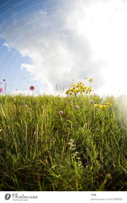 You'll find beauty in every place Pt. II Environment Nature Landscape Plant Sky Clouds Sun Sunrise Sunset Sunlight Summer Weather Beautiful weather Flower Grass