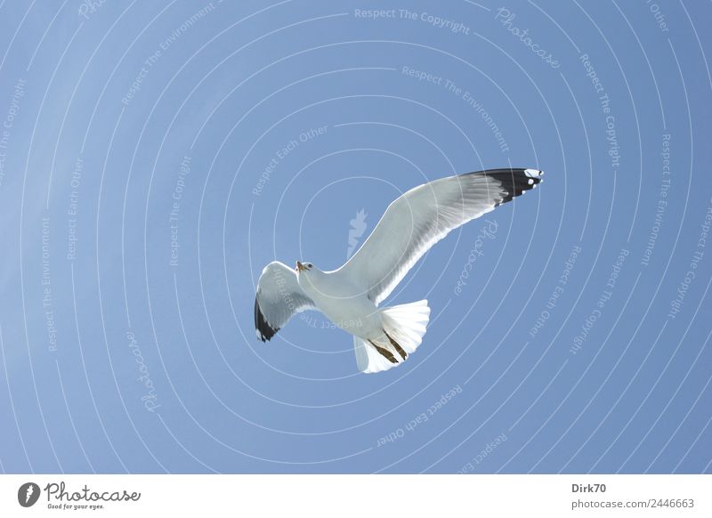 Lightness of being - White-headed Gull over the Sea of Marmara Nature Animal Sky Cloudless sky Spring Beautiful weather Warmth Ocean Istanbul Wild animal Bird