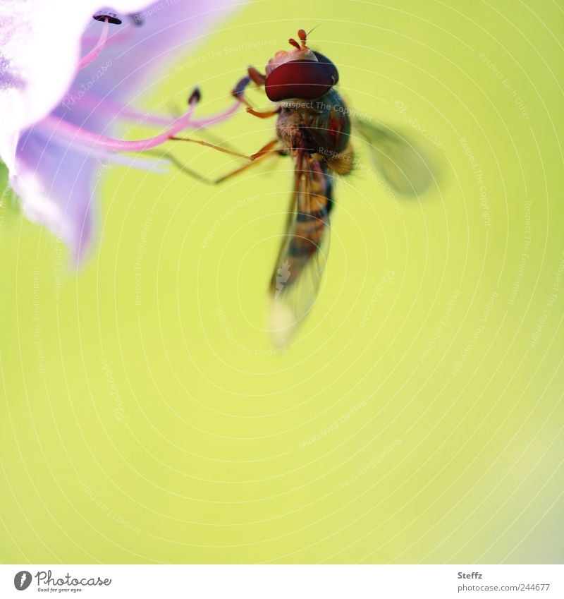 Hoverfly practices precise docking on a summer flower Hover fly differently accurate Dock Easy Ease Fly Delicate Berthed Blossom blooming summer flower