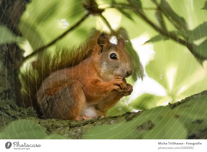 Eating squirrel in a tree Nutrition Nature Animal Sunlight Beautiful weather Tree Leaf Forest Wild animal Animal face Pelt Claw Paw Squirrel Tails Eyes Nose Ear