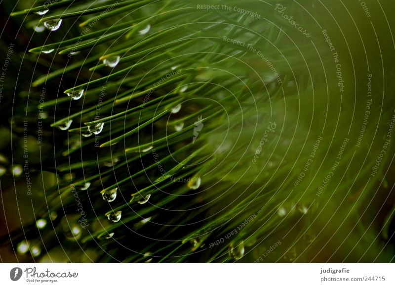 forest Environment Nature Plant Water Drops of water Rain Tree Pine Fresh Wet Green Colour photo Subdued colour Exterior shot Close-up Deserted Blur