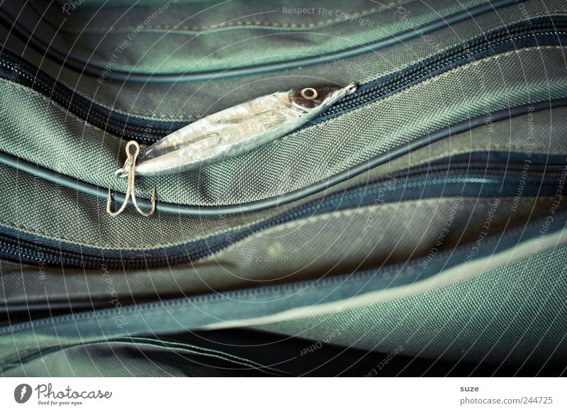 Download Dried Fish A Royalty Free Stock Photo From Photocase