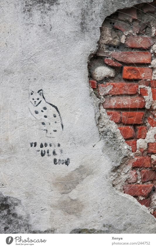 cat scratching wall Wall (barrier) Wall (building) Stone Broken Gray Red Decline Brick Plaster Graffiti Mural painting Cat Old Flake off Prowl Free-living