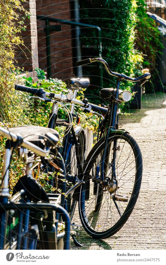 Bicycles Near Dutch Houses In Amsterdam City Vacation & Travel Tourism House (Residential Structure) Cycling Autumn Beautiful weather Small Town Capital city