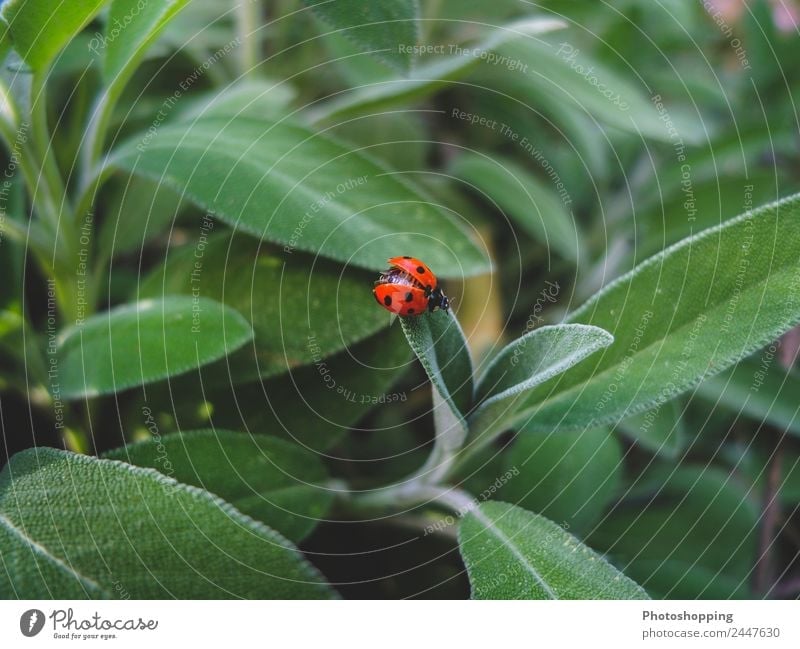 Ladybug on the sage leaves Food Herbs and spices Organic produce Vegetarian diet Beverage Tea Summer Garden Nature Plant Spring Beautiful weather Leaf Growth