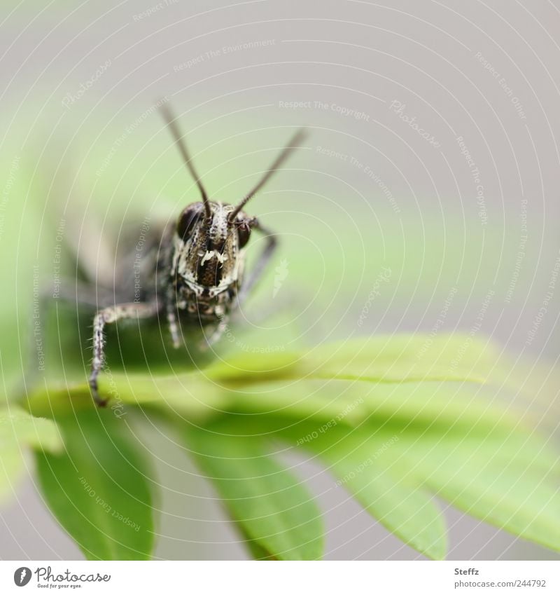 funny grasshopper Locust Funny Locusts Dryland grasshopper Imitate wittily Humor Remember Joke Gesture Salute House cricket Near Feeler funny animal Insect legs