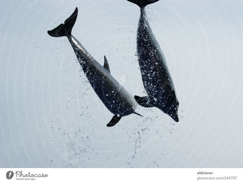 jump Environment Nature Animal Elements Water Drops of water Sky Sky only Cloudless sky Sunlight Ocean Wild animal 2 Bright Wet Natural Gray Jump Dolphin Mammal