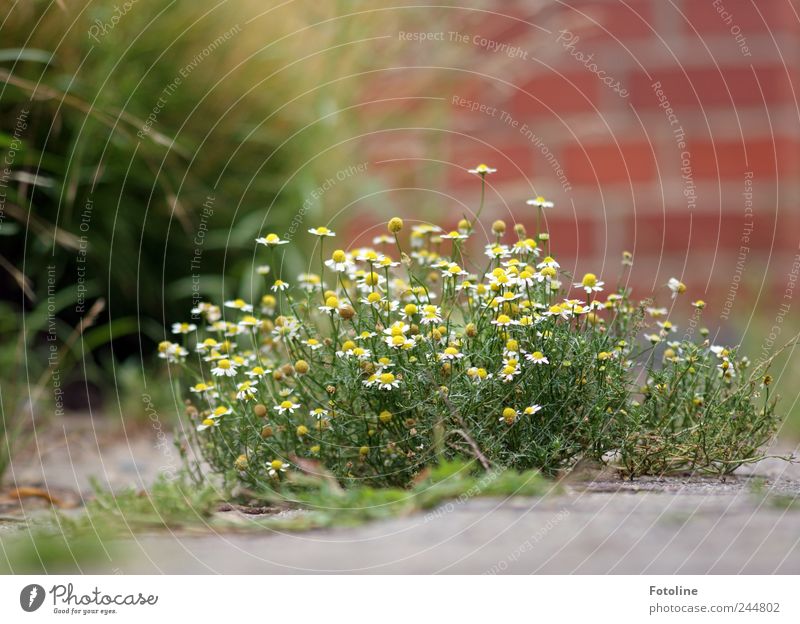 Nature is everywhere! Environment Plant Elements Earth Summer Flower Grass Blossom Garden Bright Natural Chamomile Camomile blossom Wall (barrier)