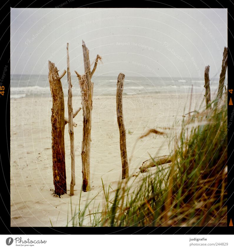 western beach Environment Nature Landscape Plant Water Sky Climate Grass Coast Beach Baltic Sea Ocean Darss Western Beach Natural Wild Moody Vacation & Travel