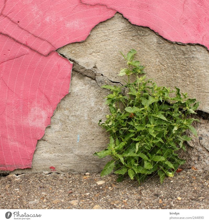 Green meets Pink Summer Plant Foliage plant Wall (barrier) Wall (building) Growth Gray Willpower Joie de vivre (Vitality) Whimsical Survive Transience Change