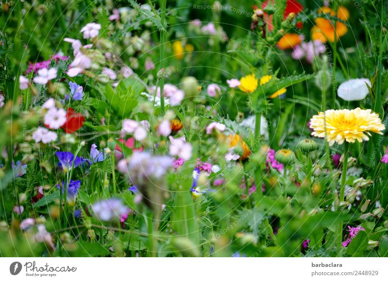 motley summer meadow Plant Summer Flower Meadow Flower meadow Blossoming Happiness Fresh Multicoloured Green Moody Joy Romance Colour Climate Nature Optimism