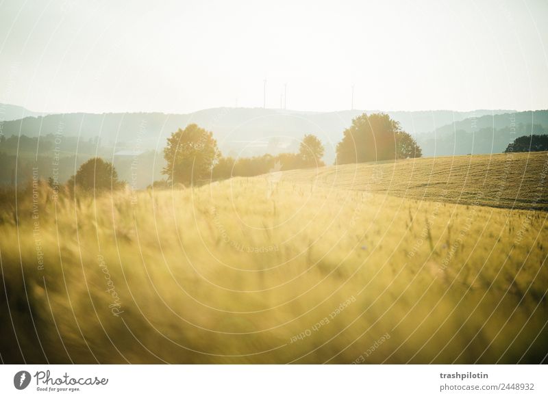 Country II Nature Agriculture Sunset Field Landscape Grain Grain field Cornfield Romance Freedom