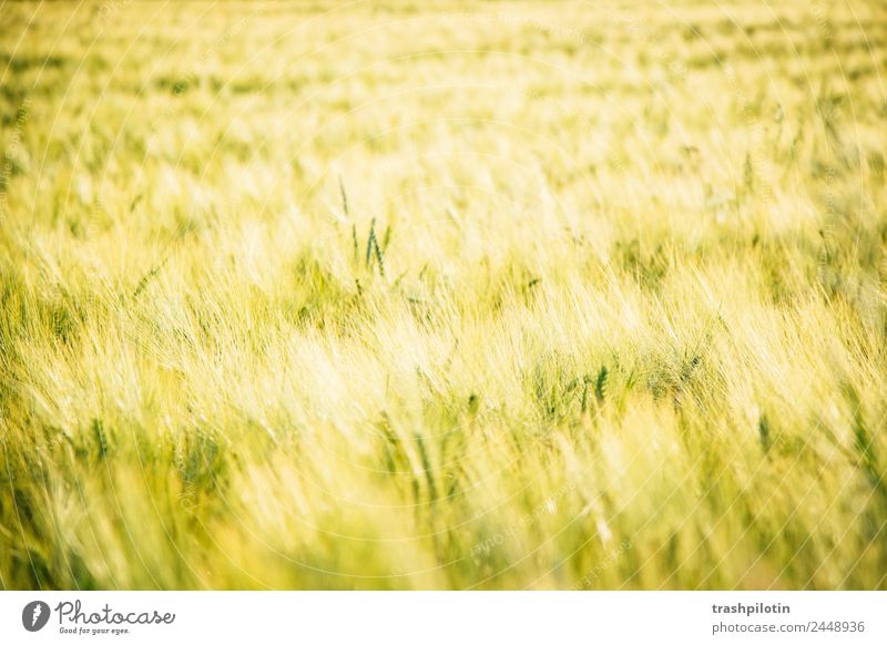 country life Environment Nature Landscape Plant Summer Beautiful weather Grass Agricultural crop Field Meadow Grain Grain field Cornfield Freedom Love of nature