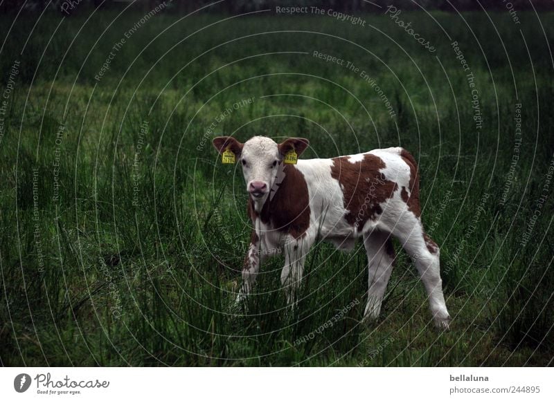 A little bit of cold. Nature Plant Animal Grass Wild plant Meadow Field Farm animal Cow 1 Baby animal Stand Calf Pasture White Brown Green Colour photo