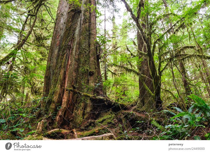 Big old trunk in rainforest on Vancouver island, Canada Beverage Leisure and hobbies Ride Hunting Children's game Vacation & Travel Trip Far-off places