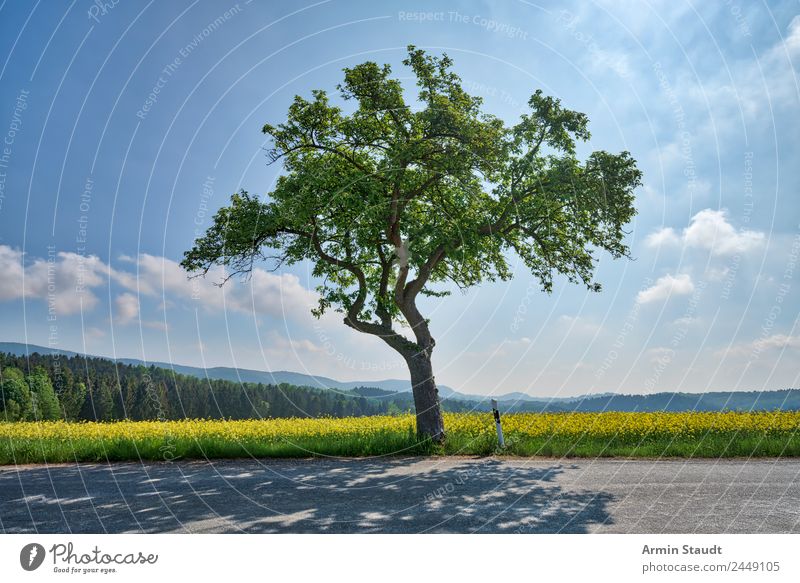 Tree - Street - Rapsfeld Lifestyle Style Harmonious Environment Nature Landscape Air Sky Clouds Sun Spring Climate Beautiful weather Motoring Country road