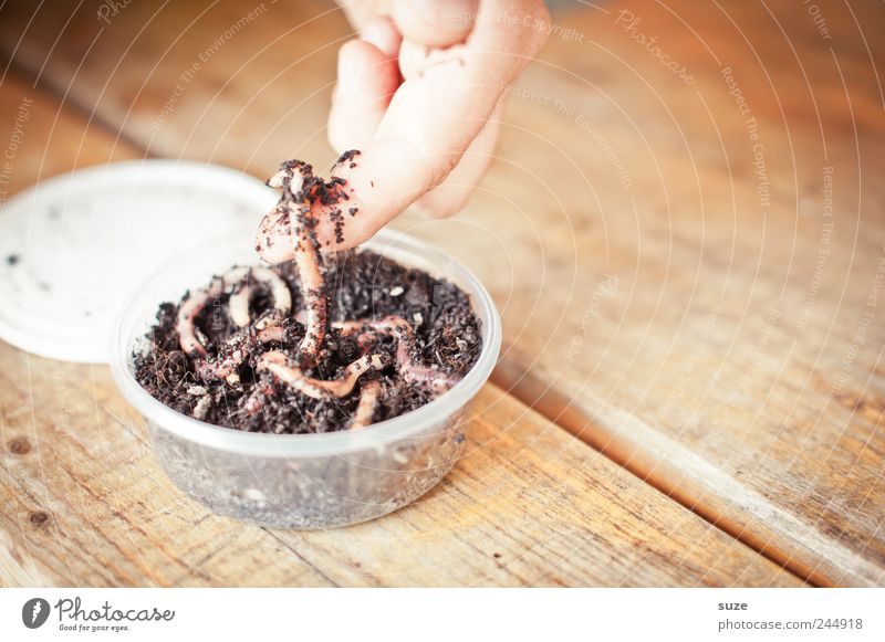 There's the worm in there. Leisure and hobbies Table Hand Fingers Earth Animal Wild animal Worm Flock Tin Wood Disgust Spoon bait Segmented worm Earthworm