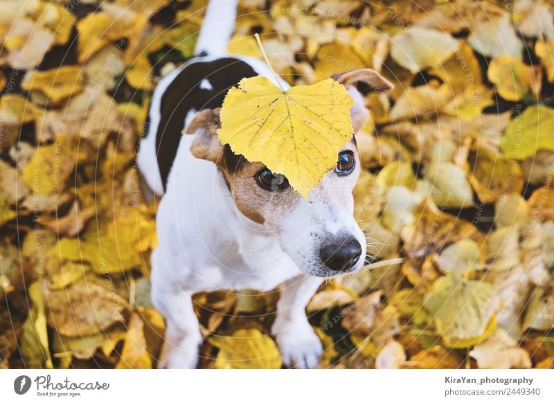 Dog sitting in autumn foliage with big yellow leaf on head Happy Leisure and hobbies Playing Friendship Adults Nature Autumn Weather Leaf Park Forest Pet Sit