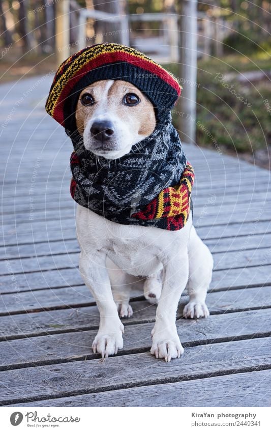 Portrait of cute jack russell dog wearing in knitted beret Style Happy Winter Animal Autumn Weather Park Fashion Clothing Dress Fur coat Accessory Scarf Pet Dog