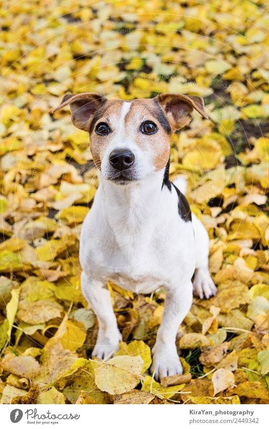 Adorable terrier dog sitting in yellow autumn leaves Happy Leisure and hobbies Playing Friendship Adults Nature Autumn Weather Leaf Park Forest Pet Dog Sit