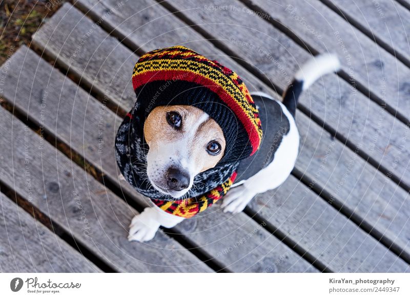 High angle view of dog wearing in knitted beret Style Vacation & Travel Winter Animal Autumn Weather Fashion Clothing Dress Accessory Scarf Pet Dog Sit Small
