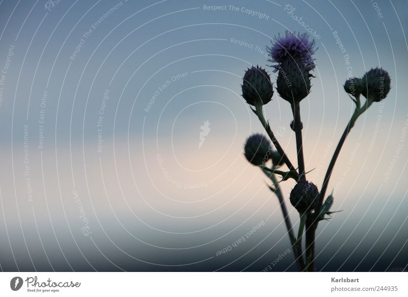 shadow flower. Agriculture Forestry Nature Plant Sky Sunrise Sunset Sunlight Summer Bushes Blossom Foliage plant Wild plant Thistle Thistle blossom Garden Field