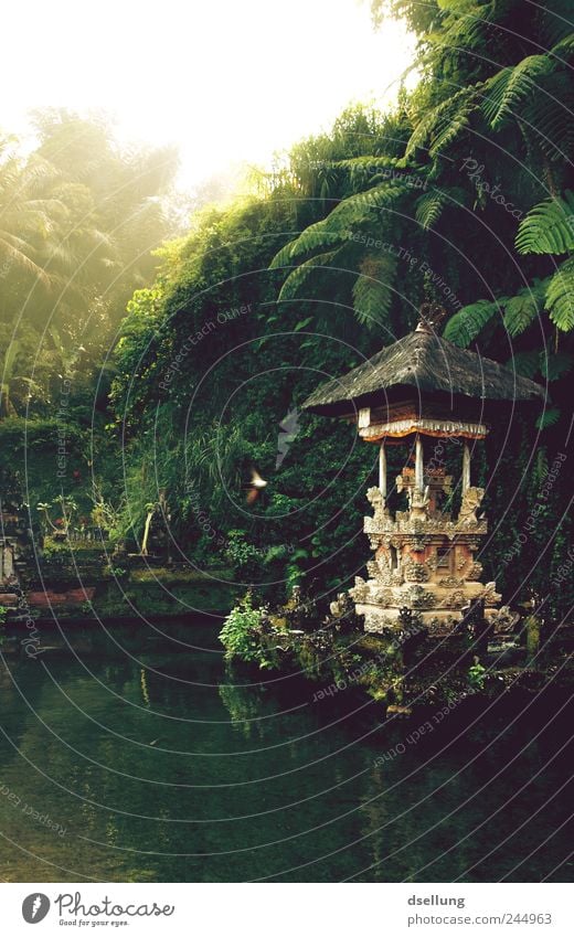 Temple in water with rainforest in the background Environment Nature Landscape Plant Water Summer Beautiful weather Garden Park Virgin forest Indonesia Bali