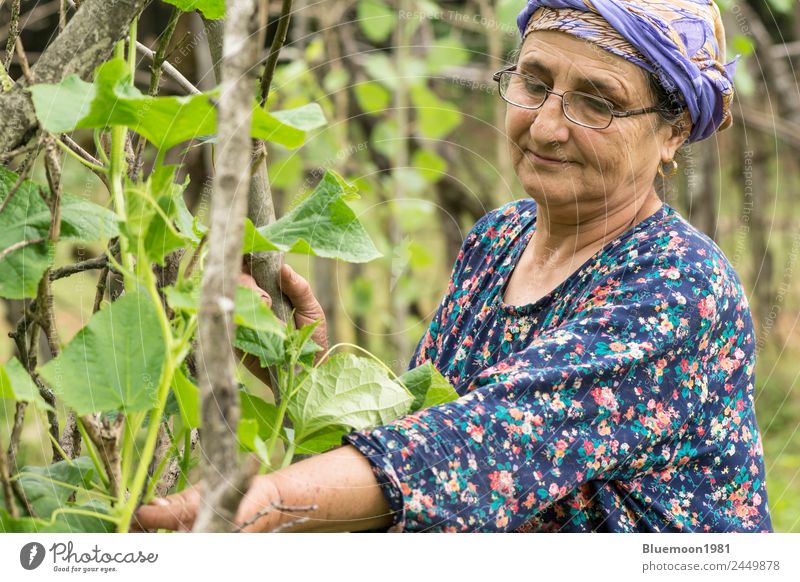 Portrait of a senior Muslim woman gardening cucumber plants Vegetable Organic produce Vegetarian diet Lifestyle Style Healthy Eating Wellness