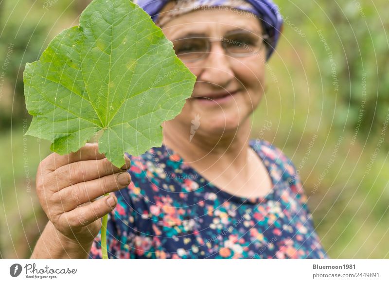unfocused portrait of a senior Muslim woman holding cucumber plant leaf Vegetable Nutrition Organic produce Vegetarian diet Lifestyle Style Healthy Eating