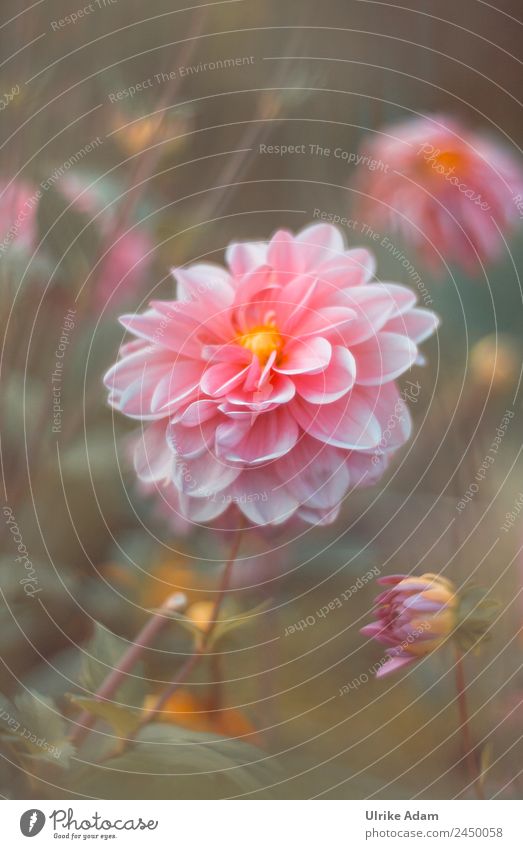 Flower Magic - The Dahlia - Flowers Wellness Life Harmonious Well-being Contentment Relaxation Calm Meditation Spa Decoration Wallpaper book cover