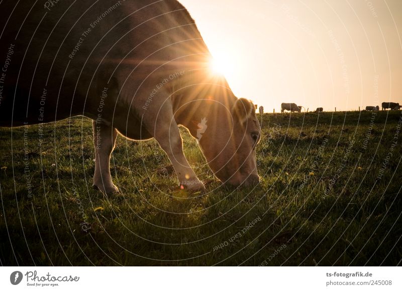 Last Supper Environment Nature Plant Animal Sky Cloudless sky Horizon Sun Summer Beautiful weather Grass Meadow Farm animal Cow 1 Herd Brown Green Cattleherd