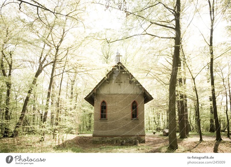 The Forest Band (Forest Chapel) Environment Landscape Spring Plant Tree House (Residential Structure) Church Ruin Manmade structures Landmark Green Belief