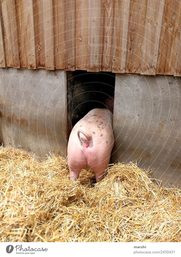 Had a rough time Nature Animal Pet Farm animal 1 Emotions Sow Swine Hind quarters Straw Piglet Agriculture Sausage Animal protection Barn Colour photo