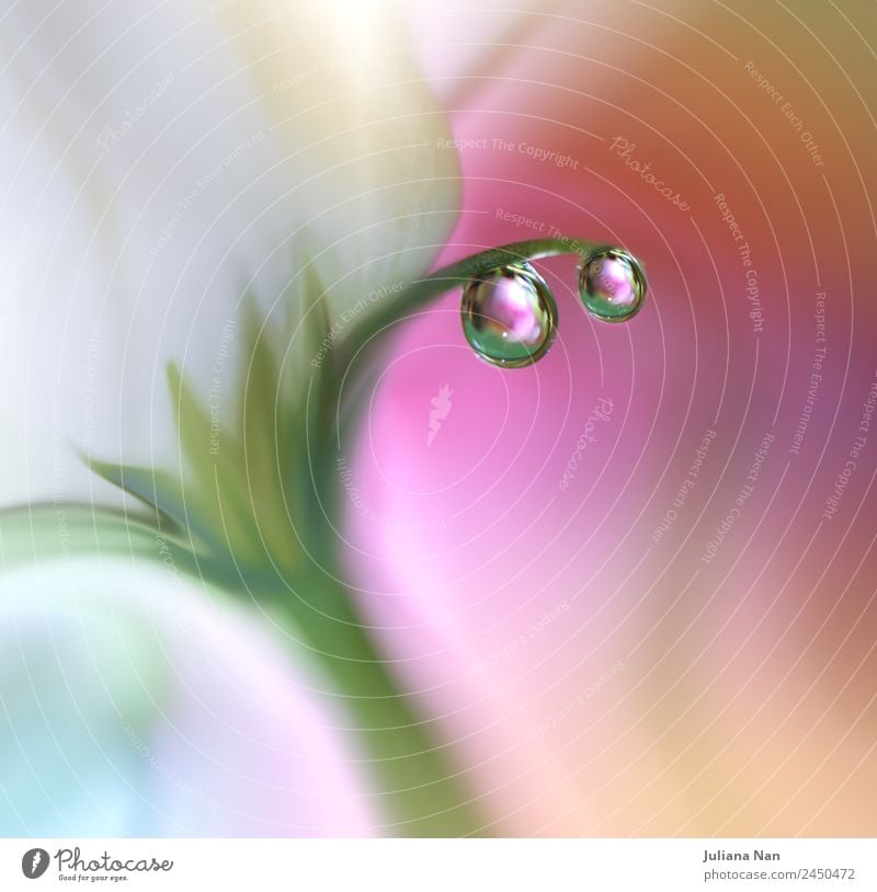 Gentle romantic artistic image. Soft pastel background blur . Lifestyle Elegant Design Art Work of art Nature Water Drops of water Summer Flower Rose