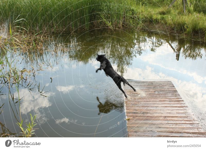 Dog jumps at full run from wooden footbridge into pond Movement jump into the water Pet Pond Water Footbridge Plant Sky hunting instinct Retrieve Brave Life
