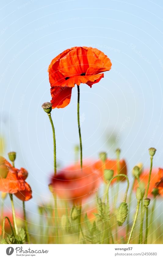 Flowering poppy Plant Summer Beautiful weather Blossom Agricultural crop Poppy Meadow Field Blossoming Blue Green Red Poppy blossom Poppy field Close-up