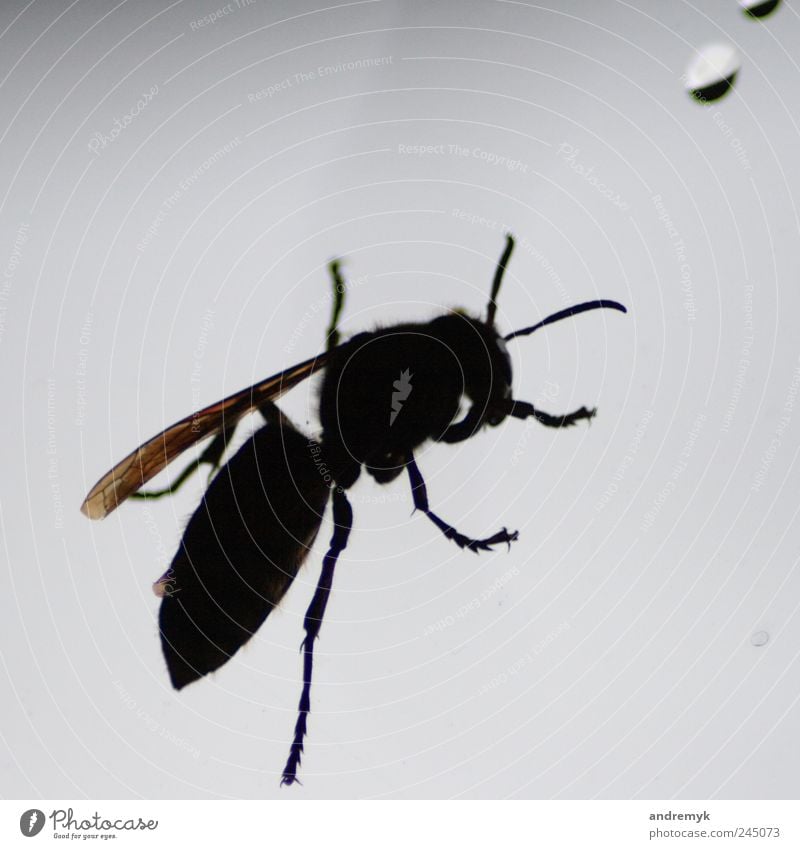 hornet Hornet Animal Insect Back-light Close-up Window Black Gray Isolated Image Copy Space top Shadow Silhouette
