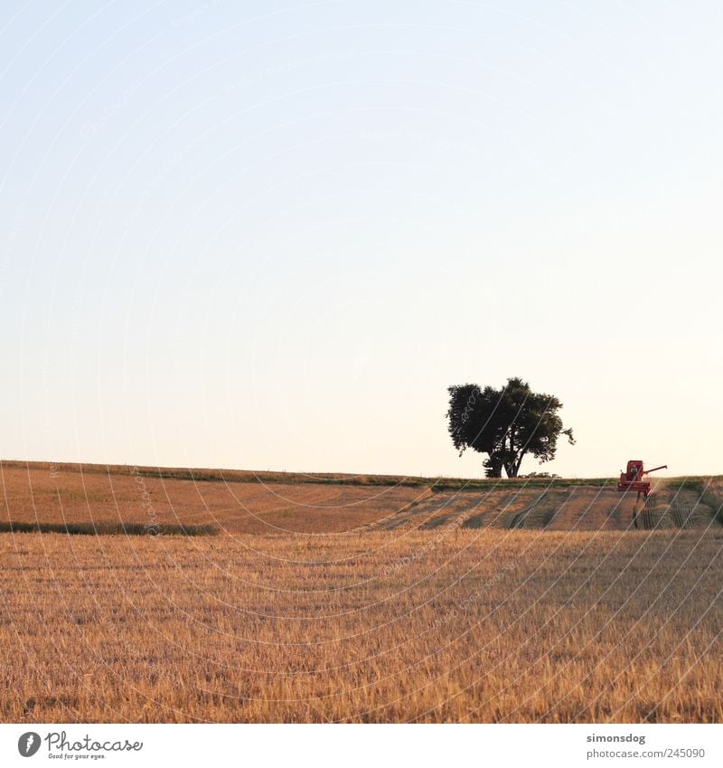 midsummer Landscape Cloudless sky Summer Tree Agricultural crop Field Work and employment Sustainability Natural Energy Idyll Transience Change Grain Combine