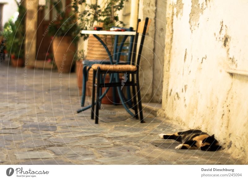 idyllic Summer Animal Cat 1 Brown Calm Indifferent Siesta Chair Table Stone floor Wall (building) Facade Sleep Break Relaxation Colour photo Exterior shot