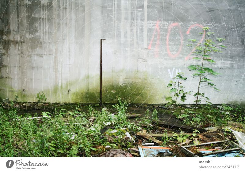 102 Environment Earth Gray Green Plant Wall (barrier) Concrete Gloomy Dirty Trash Verdigris Colour photo Exterior shot