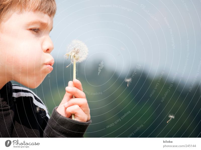Summer is running out of breath! Human being Masculine Boy (child) Head 1 Dandelion Brown Green Black Blow Seed Hover Exterior shot Copy Space right