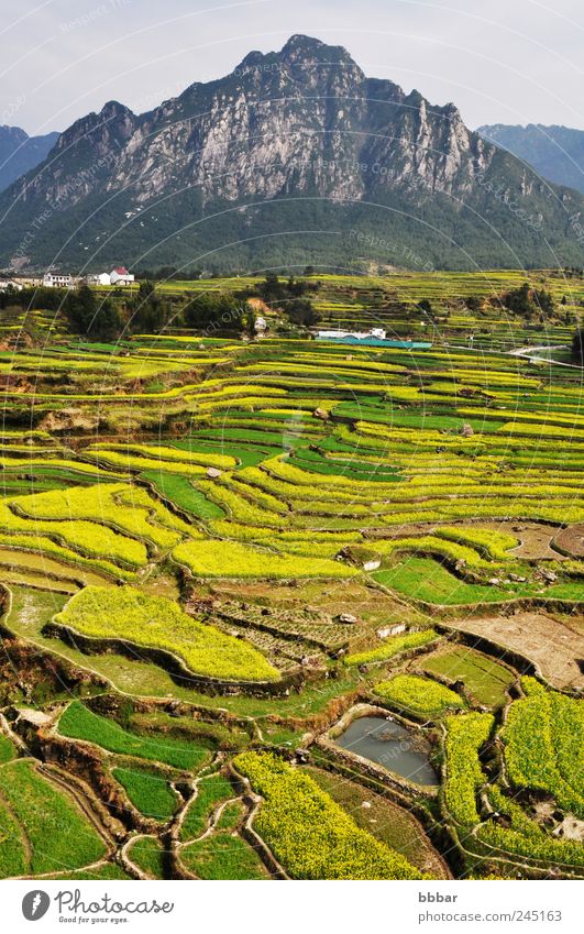 Landscape of rapeseed fields and mountains in the spring Vacation & Travel Tourism Sightseeing Mountain Environment Nature Plant Sky Spring Flower Grass Blossom