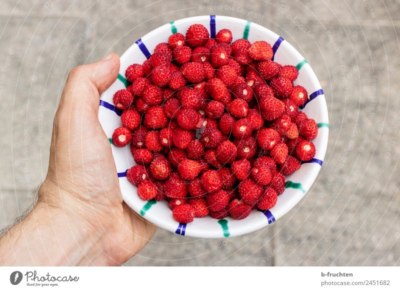 wild strawberries Fruit Organic produce Bowl Man Adults Hand Summer To hold on Red To enjoy Wild strawberry Accumulate Harvest Pick Sense of taste Delicious