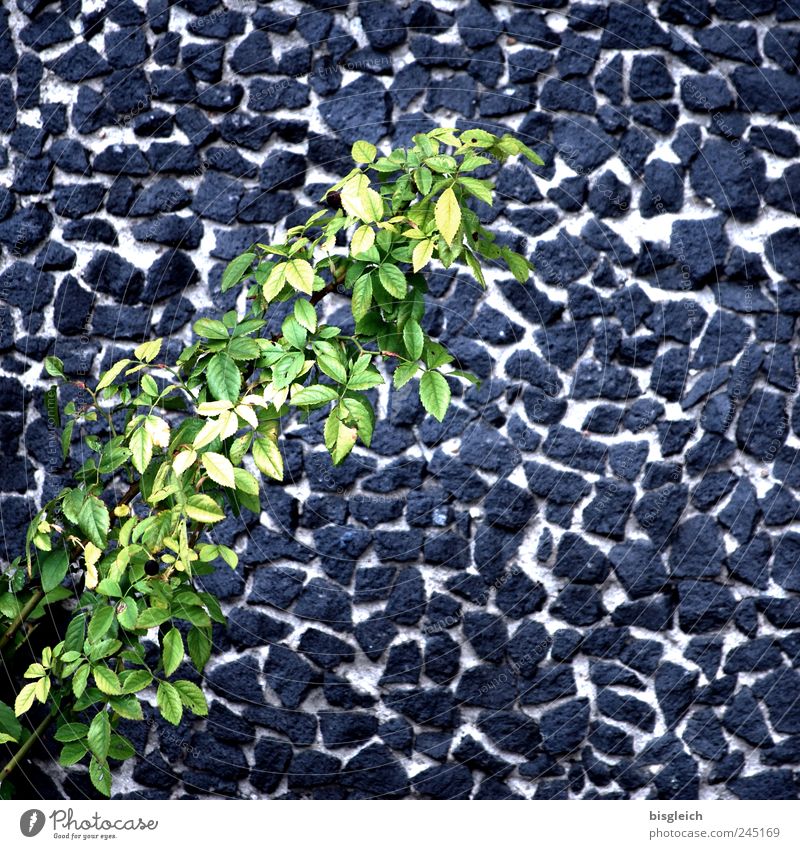 wall flakes Plant Leaf Foliage plant Gray Green Wall (barrier) Wall plant Twigs and branches Stone wall Colour photo Subdued colour Exterior shot Deserted Day