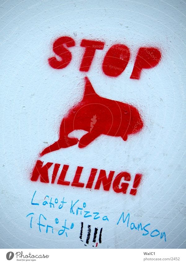 graffiti Iceland Whale Dolphin Communication Europe Graffiti Information killing