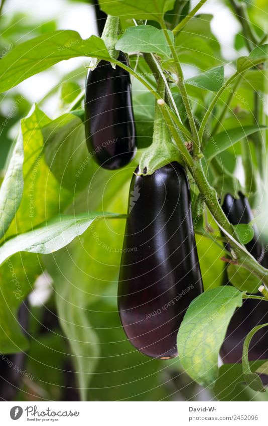 eggplants Food Vegetable Nutrition Environment Nature Landscape Water Sun Sunlight Summer Climate Climate change Weather Beautiful weather Warmth Drought Plant
