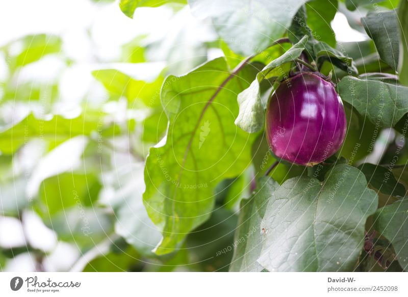 Aubergine II Food Vegetable Lettuce Salad Nutrition Environment Nature Summer Climate Climate change Beautiful weather Bad weather Drought Plant To dry up