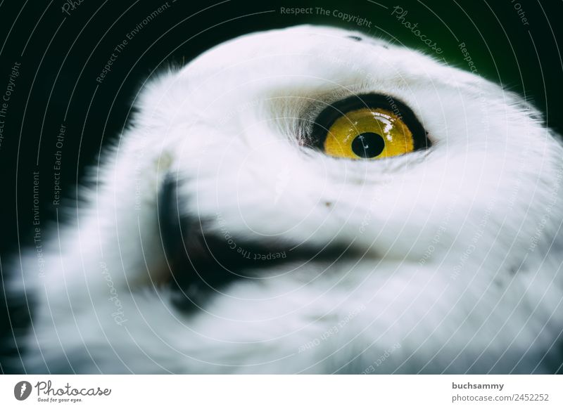 Snow Owl Nature Animal Bird Animal face Pelt 1 Painting (action, work) Hiking Yellow May Sony Center Berlin Germany Colour photo Subdued colour Exterior shot